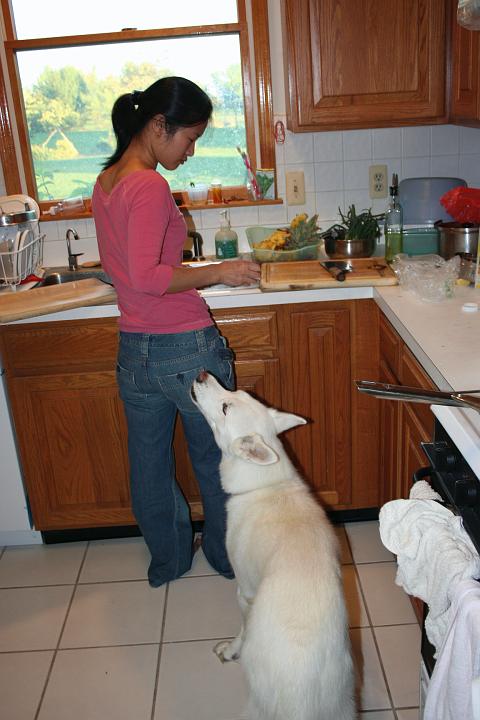 IMG_0690.jpg - nikki the notorious begger/food dropper opportunist...