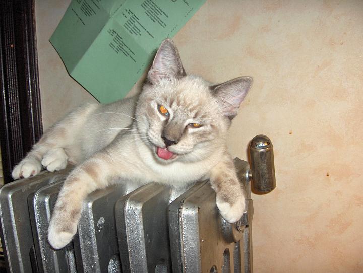 HPIM0345.jpg - he was running around and got a little warm... not because the radiator was on.