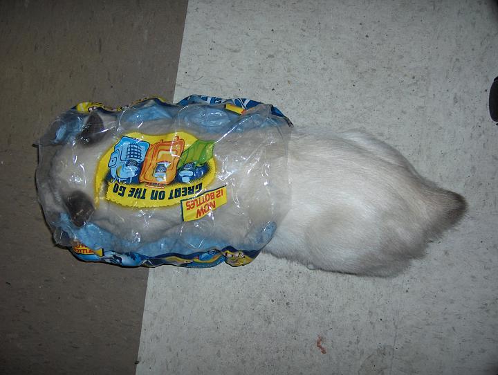 HPIM0348.jpg - I swear he got in there himself!!