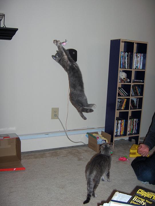 HPIM2626.jpg - air maxie! no wonder she loves the little mice.