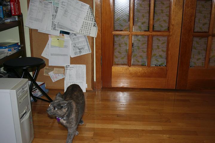 IMG_0839.jpg - she's scared... there's a dog behind the door... don't think she'll offically ever meet... her cousin
