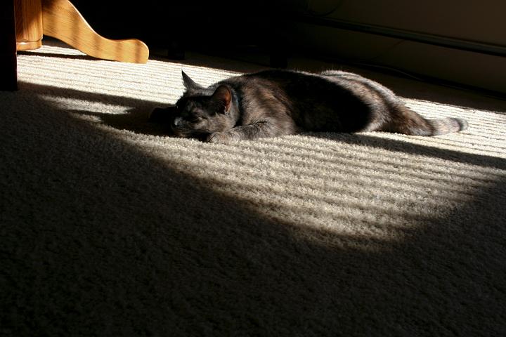 IMG_0867.jpg - she's not bored... just tanning