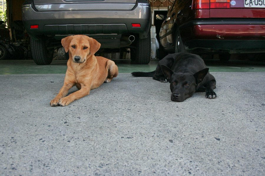 mimi and aoh pwei they were cute dogs... they  were covered in dandruff and bugs. mimi liked me petting her. she would nip at my hand.