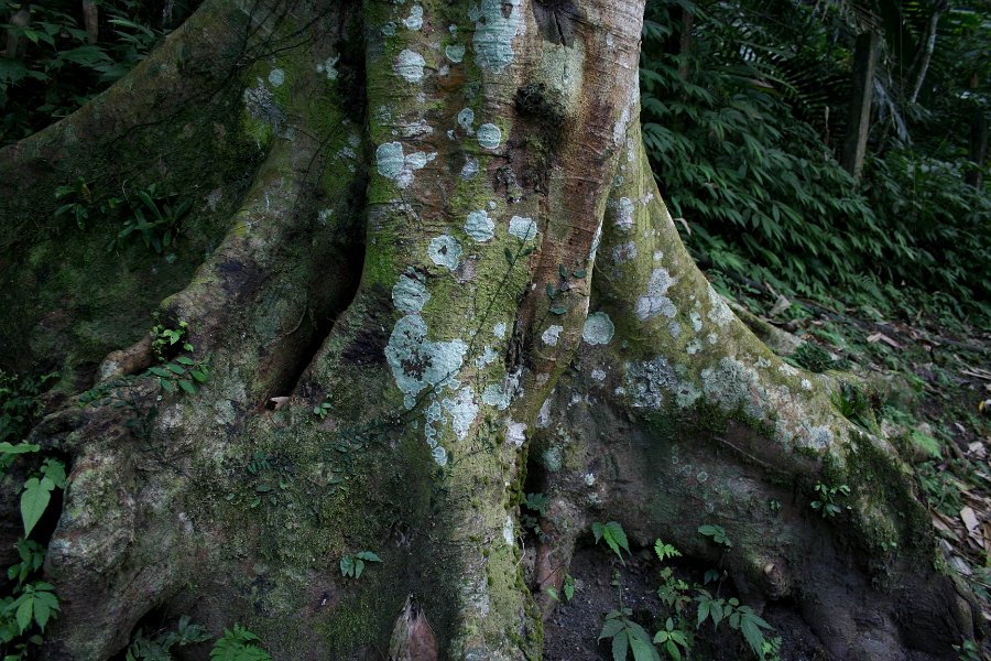 my relatives were wondering what I was taking pictures of. well.. the tree trunk. doesn\'t it look good?